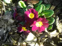 CIMG9842.webp