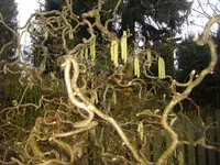 CIMG9834.webp