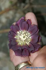 comp_DSC09346.webp