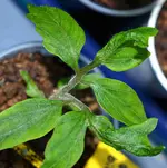 DSC_3934_eine_Exotin.webp