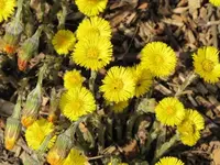 044.webp