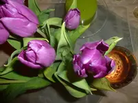 P1050229.webp