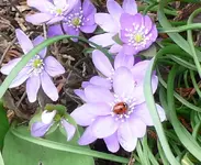 Märzblumen1.webp