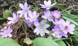 Märzblumen2.webp