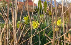 Märzblumen_Narzissen.webp