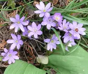 Märzblumen3.webp