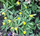 Märzblumen4.webp