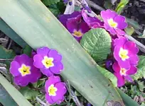 Märzblumen7.webp