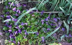 Märzblumen8.webp