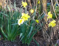 Märzblumen9.webp