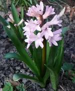 MärzblumenB-Hyazinthe.webp