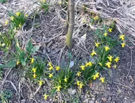 MärzblumenC-Narzissen.webp
