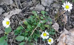 MärzblumenE-Gänseblümchen.webp