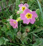 MärzblumenH.webp