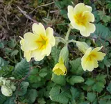 MärzblumenI.webp