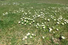 2013_0414Frühling0048 gänseblüm.webp