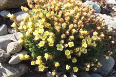 2013_0414Frühling0052.webp