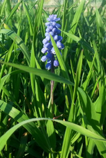 Fleur jardin.webp