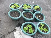 Kopfsalat.webp