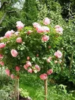P1000005(1).webp