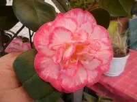 SAM_1150.webp