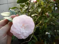 SAM_1152.webp