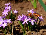 Schmetterling und Wildbienen auf Scilla_1024.jpg