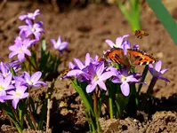 Schmetterling und Wildbienen auf Scilla_1024.webp