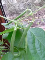SAM_0653.webp