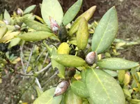 Rhodo.webp