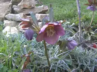BILD1977.webp