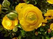 P1050251.webp