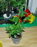 DSC_3445.2.webp