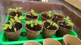Tomaten-16.04.13-2.webp