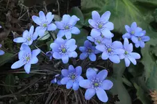 2013_0414Frühling0054.webp