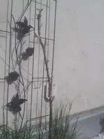 20130416_094934.webp