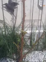 20130416_094943.webp