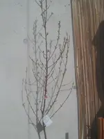 20130416_095027.webp