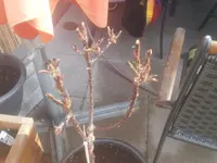 20130416_095034.webp
