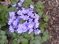 Leberblümchen 16.4.2013.webp