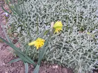 Puschelnarzissen 16.4.2013.webp