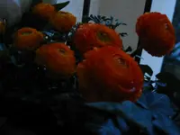 IMG_4283.webp