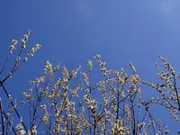 Weidenkätzchen_3301.webp