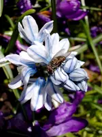 Scilla_3225.webp