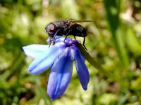 Scilla-Fliege_3245.webp