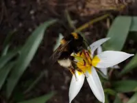 Tulpen-Hummel_3203.webp