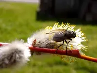 Weidenkätzchen Fliege_3315.webp