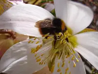 Christrose-Hummel_3191.webp