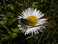 Gänseblühmchen-Fliege_3250.webp