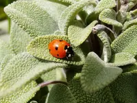 Marienkäfer_T3339.webp